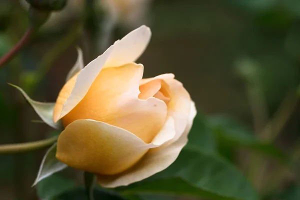 玫瑰芽的港口阳光 一个美丽的英国玫瑰杏橙 麝香杂交孕育的大卫奥斯汀 绿色背景与复制空间 选定的焦点 狭窄的景深 — 图库照片