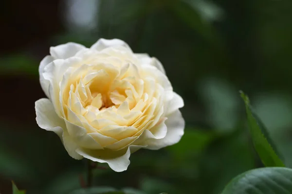 美丽的玫瑰花在奶油黄色白色对一个深绿色的叶子背景与复制空间 选定焦点 狭窄的领域深度 — 图库照片