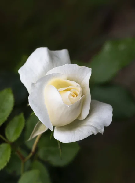 美丽的奶油白色玫瑰花蕾对深绿色的叶子背景与复制空间 玫瑰柴可夫斯基从饲养员梅兰德 选择焦点 狭窄的领域深度 — 图库照片