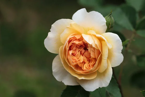 美丽的玫瑰花在奶油杏橙 英国玫瑰端口阳光是由大卫奥斯汀培育的木香杂交 绿色背景与复制空间 选择焦点 — 图库照片