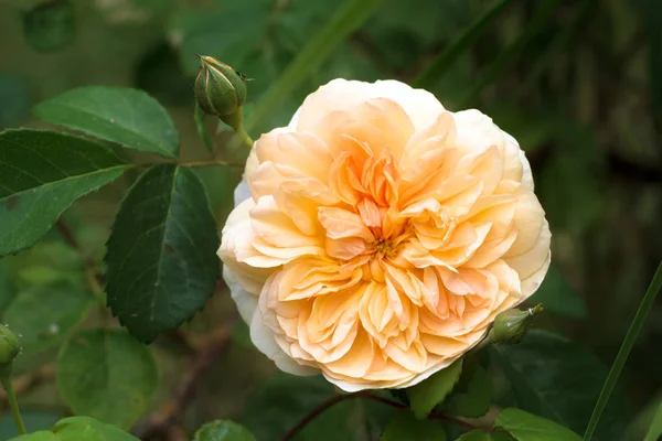 ポート日光 美しい英語はアプリコットオレンジの花 デビッド オースティンによって飼育ムスクハイブリッド コピースペースと緑の背景 選択されたソフトフォーカス フィールドの狭い深さでバラ — ストック写真