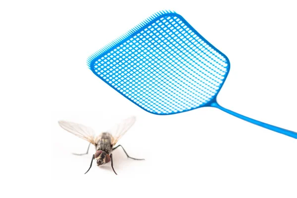 Azul Flyswatter Atacando Uma Mosca Isolada Fundo Branco Espaço Cópia — Fotografia de Stock