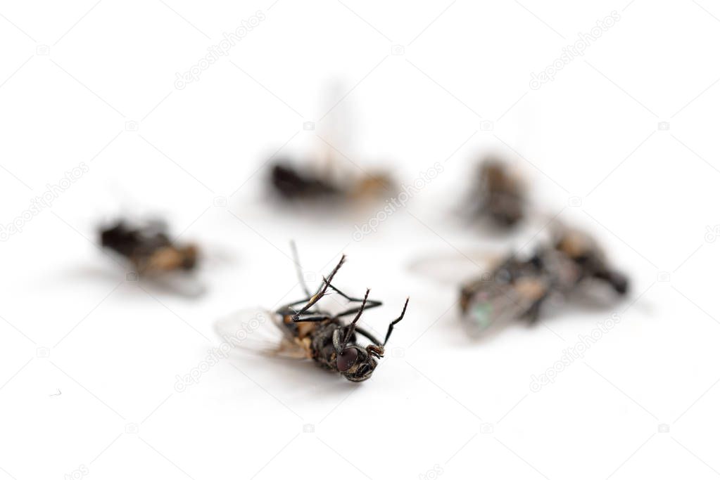 dead flies isolated with shadows on a white background, copy space, macro shot, selected focus, very narrow depth of field