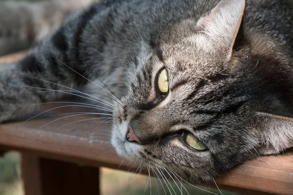 Niedliche Gestromte Katze Die Auf Einer Holzbank Garten Liegt Und — Stockfoto