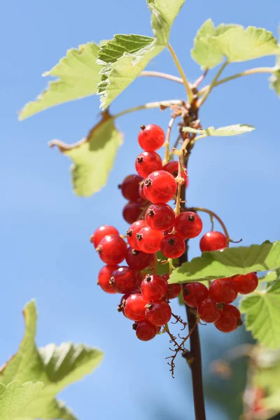 红醋栗在树枝上对着清澈的蓝天 新鲜的有机水果生长在花园里 精选焦点 狭窄的田野深度 — 图库照片