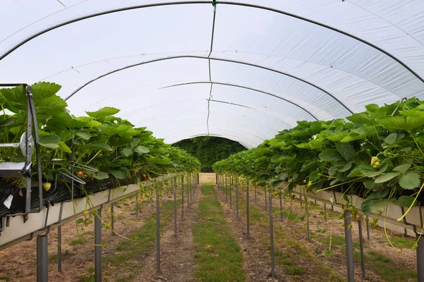 现代草莓温室 在货架上站立高度 自动灌溉和在透明塑料屋顶下受精 — 图库照片