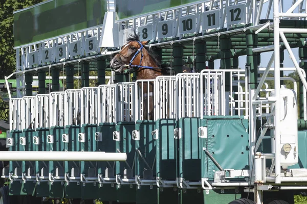 Caballo Pánico Trata Escapar Puerta Salida Antes Carrera —  Fotos de Stock