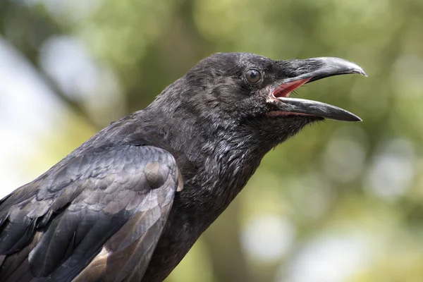 Retrato Jovem Corvo Comum Gritando Corvus Corax Grande Passarinho Preto — Fotografia de Stock