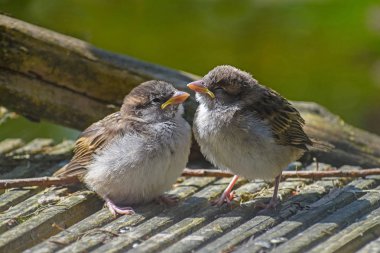 İki sevimli yavru kuş bebek kuş, House serçe (Passer domesticus) gri tahtaya tıraşlama ve gıda onların ebeveyn, seçilen odak, dar alan derinliği için bekliyor