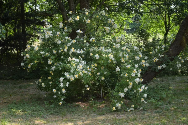 バラ低木クリスティン自然庭や公園に咲く夏に数回長い穂に小さな黄色と白の花を持つヘレン — ストック写真
