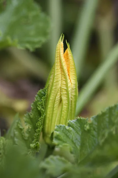 Zucchiniblüte Gemüsegarten Nahaufnahme Mit Kopierraum Ausgewählter Fokus Enge Schärfentiefe — Stockfoto