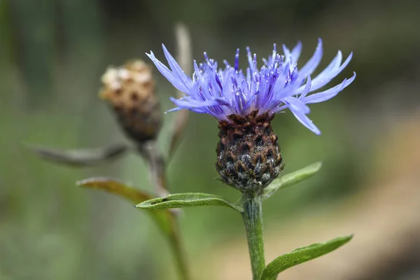 Bleuet Centaurea Cyanus Sur Une Prairie Naturelle Gros Plan Fleur — Photo