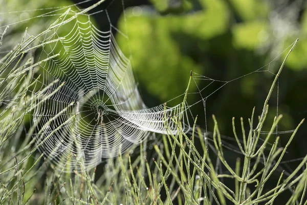 蜘蛛网与庭院的露水十字架蜘蛛 大腹蛛丝 Diadematus 在草甸在早晨后面光 复制空间 选定焦点 狭窄的领域的深度 — 图库照片