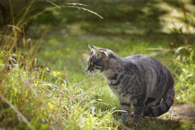 tekir kedi görünüyor yüksek çim Bahçe, kopya alanı, fareler için odak seçili