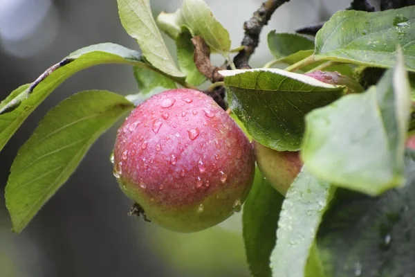 Roter Reifer Apfel Mit Wassertropfen Auf Dem Baum Erntezeit Herbst — Stockfoto