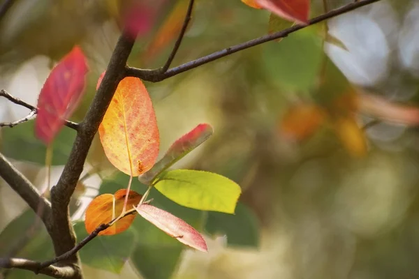 Primeras Hojas Otoño Colores Rojo Dorado Como Fondo Naturaleza Estacional — Foto de Stock