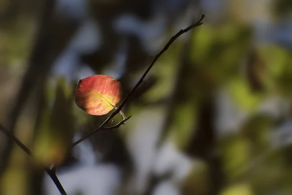 Первый Красный Осенний Лист Темном Лесу Сезонный Фон Копировальным Пространством — стоковое фото