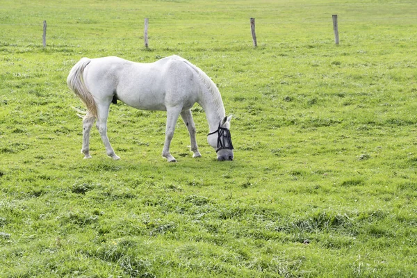 Bílý Kůň Šedá Valach Pastviny Zelené Pastviny Kopírovat Prostor — Stock fotografie