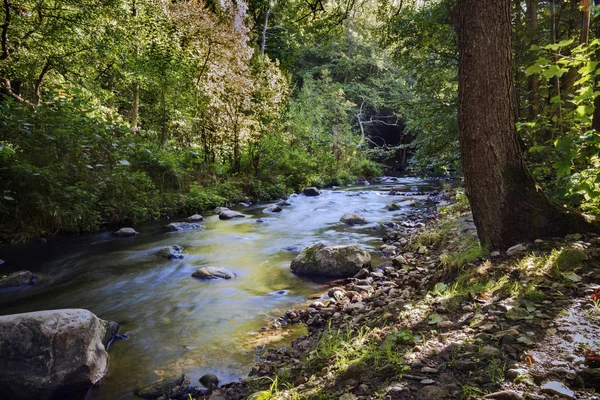 Petite Rivière Dans Forêt Avec Des Pierres Des Rapides Ruisseau — Photo