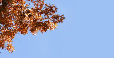 Açık mavi gökyüzü, arka plan kopya alanı, seçilen odak ile karşı şube ile kırmızı sonbahar yaprakları