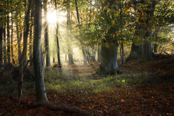 Piękny Stary Las Jesienią Promieniami Słońca Natura Tło Wybrane Ostrości — Zdjęcie stockowe