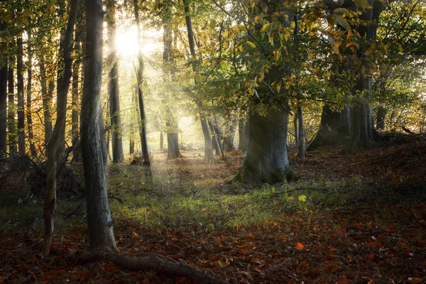 Vacker Gammal Skog Höst Med Solstrålar Natur Bakgrund Vald Inriktning — Stockfoto