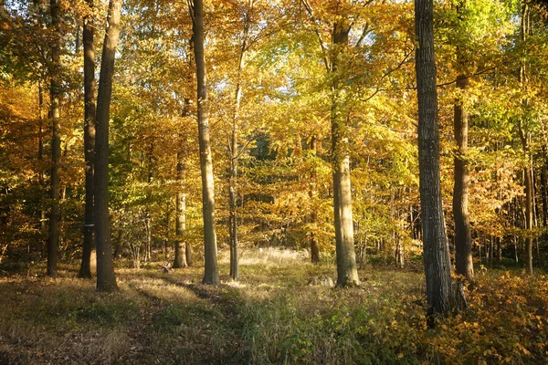 Foresta Autunnale Con Fogliame Colorato Sfondo Naturale Stagionale Focus Selezionato — Foto Stock