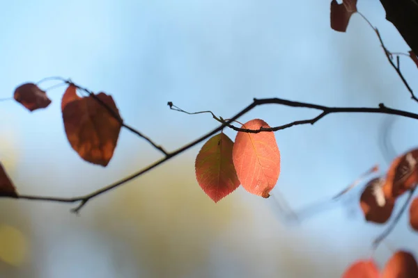 Hojas Otoño Color Rojo Arbusto Sombra Amelanchier Contraluz Contra Cielo —  Fotos de Stock