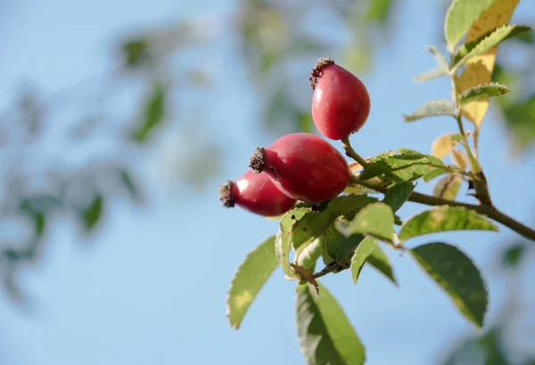 Three Red Rose Hips Bush Blue Sky Copy Space Selected — Stock Photo, Image