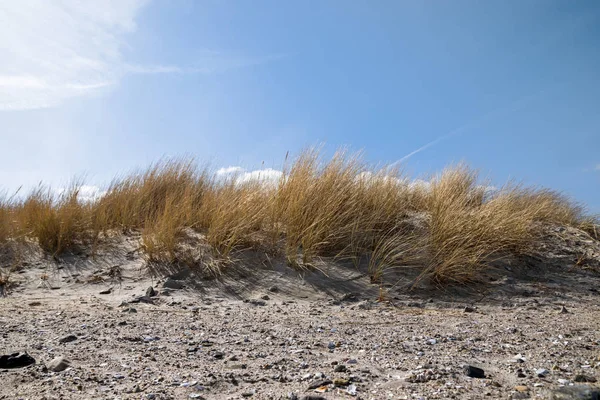 Dune Sable Avec Herbe Sèche Marram Ammophila Arenaria Contre Ciel — Photo
