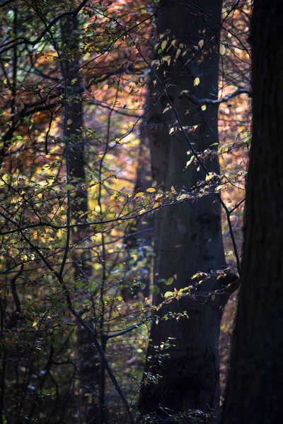 Feuillage Automne Dans Une Forêt Hêtres Sombres Espace Copie Foyer — Photo