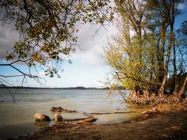 Aulnes Racines Nues Sur Rive Lac Dans Lumière Chaude Soir — Photo