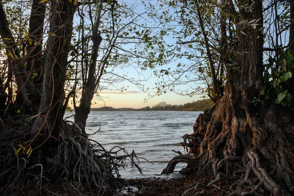 コピー スペース 湖畔にハンノキの裸の根 — ストック写真