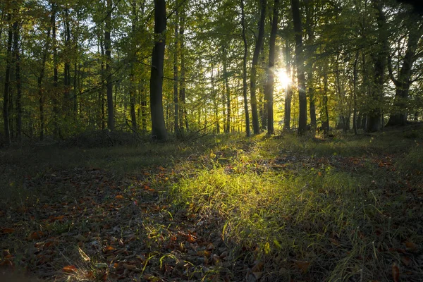 Kvällen solen lyser igenom träden på en glänta i en mörkgrön — Stockfoto