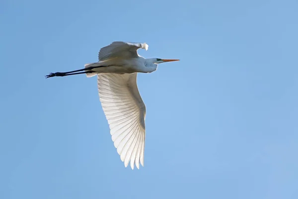 Grande egret (Ardea alba), uma grande garça branca pássaro em aga voo Imagem De Stock