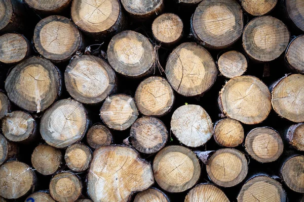 Pilha Madeira Com Troncos Árvore Marrom Cinza Troncos Textura Fundo — Fotografia de Stock