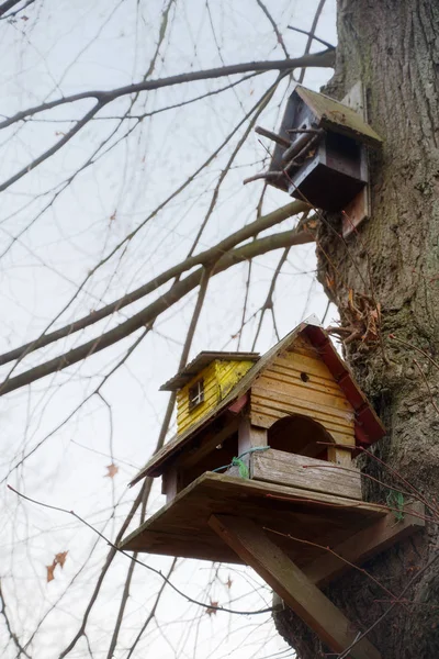 Casette Mangime Uccelli Fatte Casa Vecchio Albero Inverno Copiare Spazio — Foto Stock