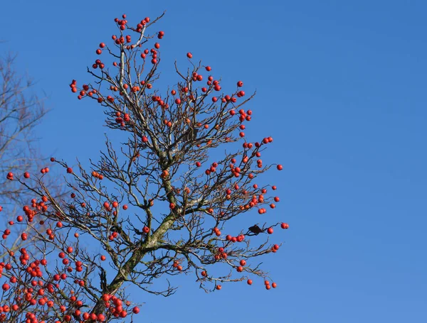 Takken Met Rode Vruchten Van Hybride Cockspurthorn Lavalle Hawthorn Boom — Stockfoto