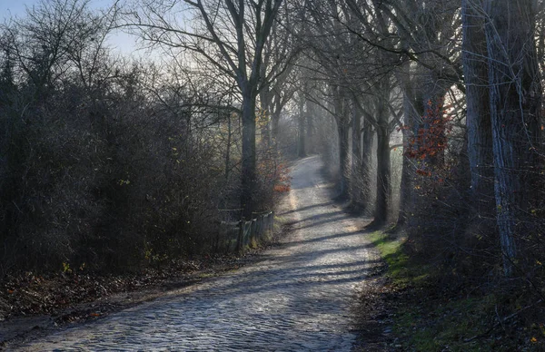 蜿蜒的乡村道路 在寒冷的冬边灯光下 路边有鹅卵石路面和老树 有点雾蒙蒙的阴霾 选择了焦点 田野深度狭窄 — 图库照片