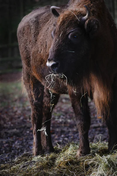 European Bison Bison Bonasus Animal Park Eating Hay — Stock Photo, Image