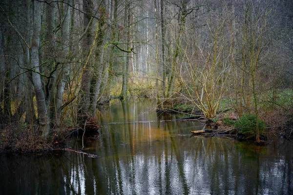 Zone Humide Avec Eau Des Arbres Nus Des Buissons Hiver — Photo