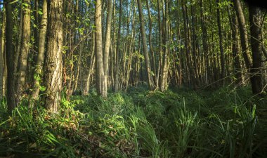 yüksek otların arasında bir nemli yaprak döken orman, Doğa arka plan, seçilen odak