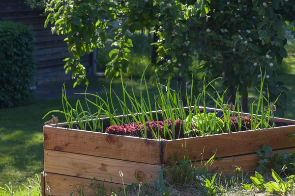 Cama Madera Elevada Con Plantas Vegetales Jardín Rural Espacio Para —  Fotos de Stock