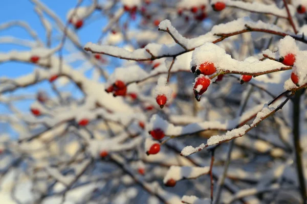 Dzikiej Róży Krzaku Pokryte Śniegiem Niebieski Niebo Tle Miejsce Wybranym — Zdjęcie stockowe