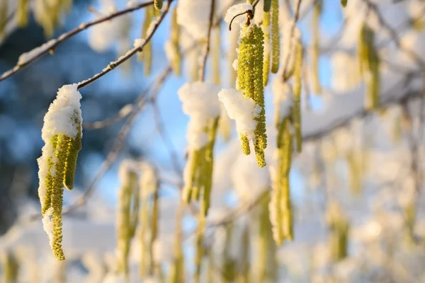 晴れた冬の日 青空背景には 雪でハシバミ尾状花序 セイヨウハシバミ コピー スペース 選択したフォーカス フィールドの狭い深さ — ストック写真