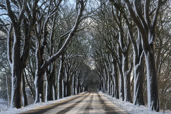 Avenida Inverno Com Árvores Nuas Escuras Neve Branca Conceito Condução — Fotografia de Stock