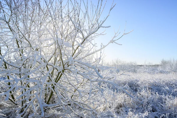 雪覆盖的灌木在后面的光在一个美丽的冬季景观下的蓝天 复制空间 — 图库照片