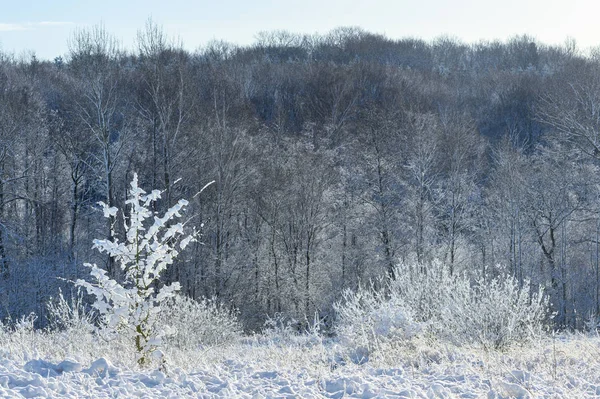 Neve Coberto Prado Com Arbustos Grama Frente Floresta Escura Inverno — Fotografia de Stock