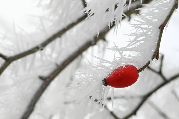 Hagebuttenzweige Mit Langen Gefrorenen Eisnadeln Aus Dem Raureif Winter Kopierraum — Stockfoto