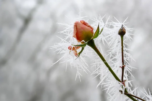 冬の冬のホア霜から長い凍結氷の針を持つバラの芽 コピースペース 選択された焦点 フィールドの狭い深さとバレンタインデーのためのグリーティングカード — ストック写真